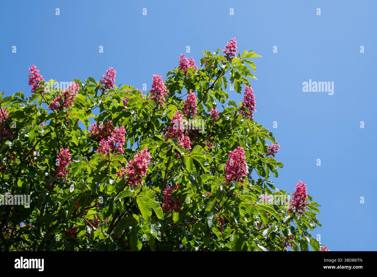 Red horse chestnut tree in flower during May, Aesculus × carnea ...