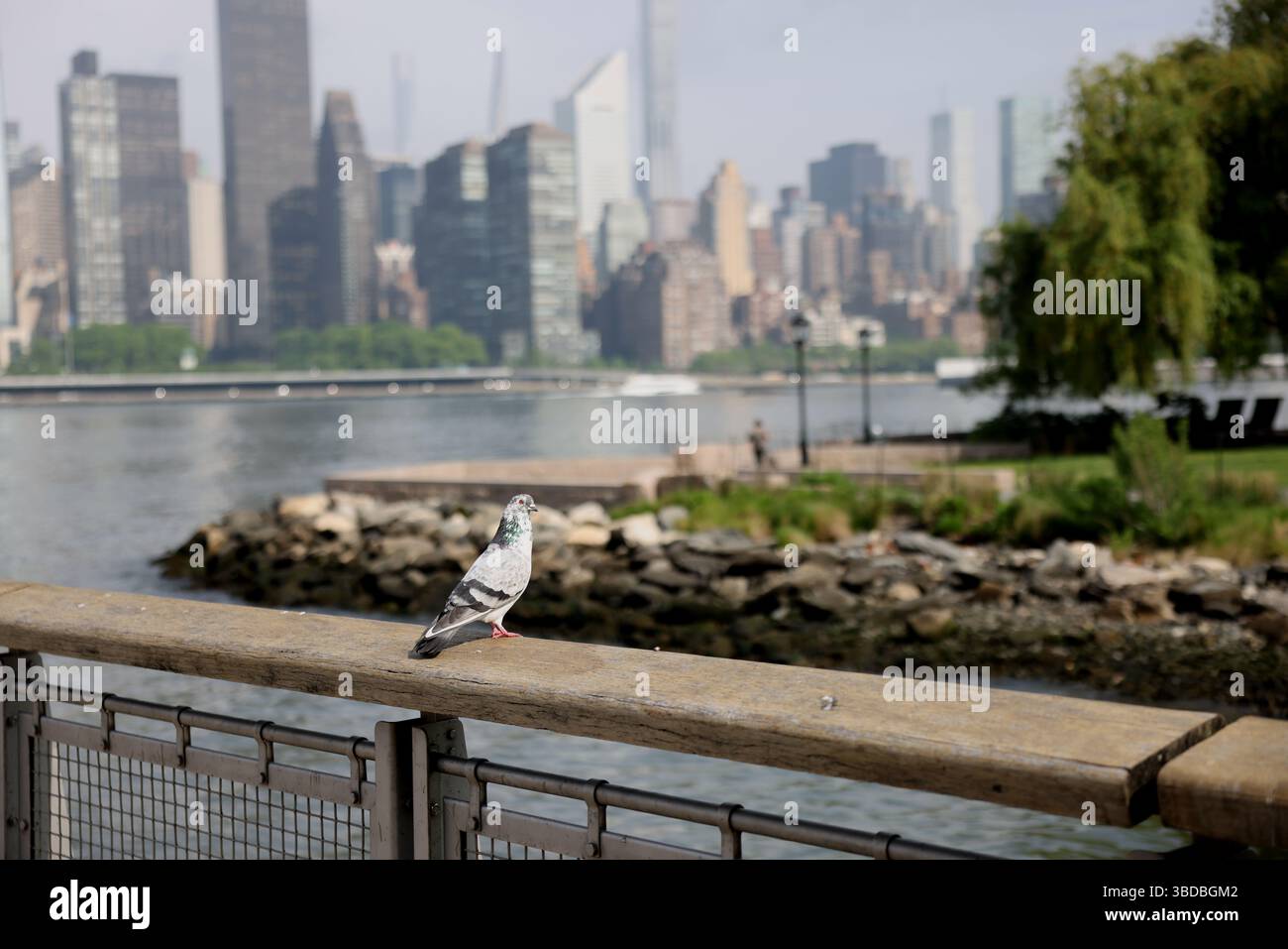 Pigeon sits in the Gantry Plaza State Park pier with the background of Manhattan skyline across the East River. Early morning Sun. Stock Photo