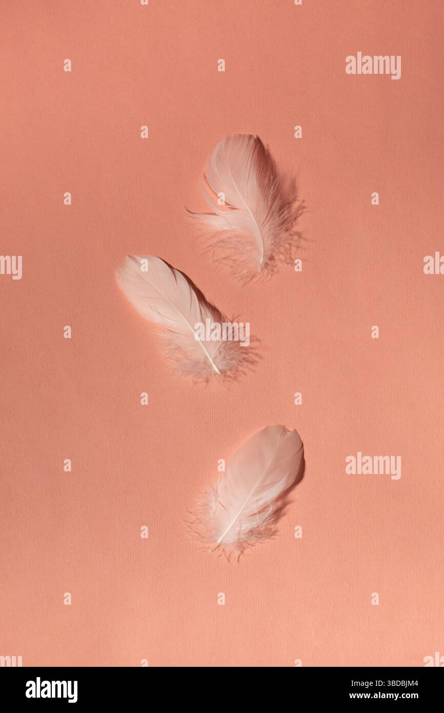 White feathers on pink background. Minimalist composition Stock Photo