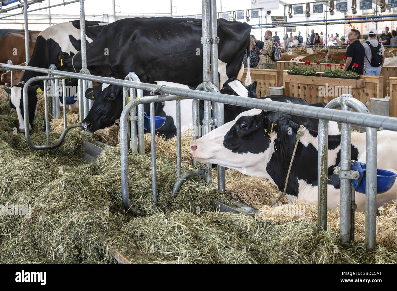Dairy cows Holstein Stock Photo - Alamy