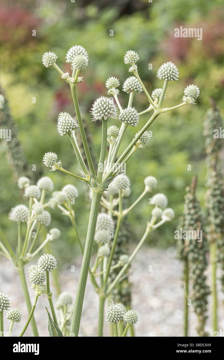 Palmlilien-Mannstreu (Eryngium yuccifolium), Ihlenweg 7, Federal Republic  of Germany Stock Photo - Alamy
