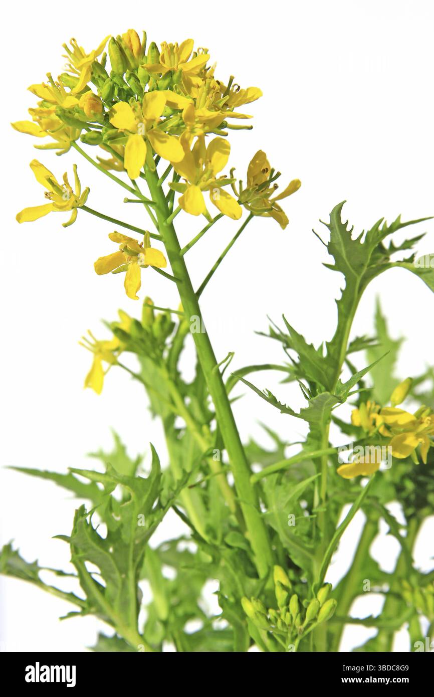 Mizuna Brassica Rapa Var Nipposinica Flowering Plant Cropped mizuna-brassica-rapa-var-nipposinica-flowering-plant-cropped