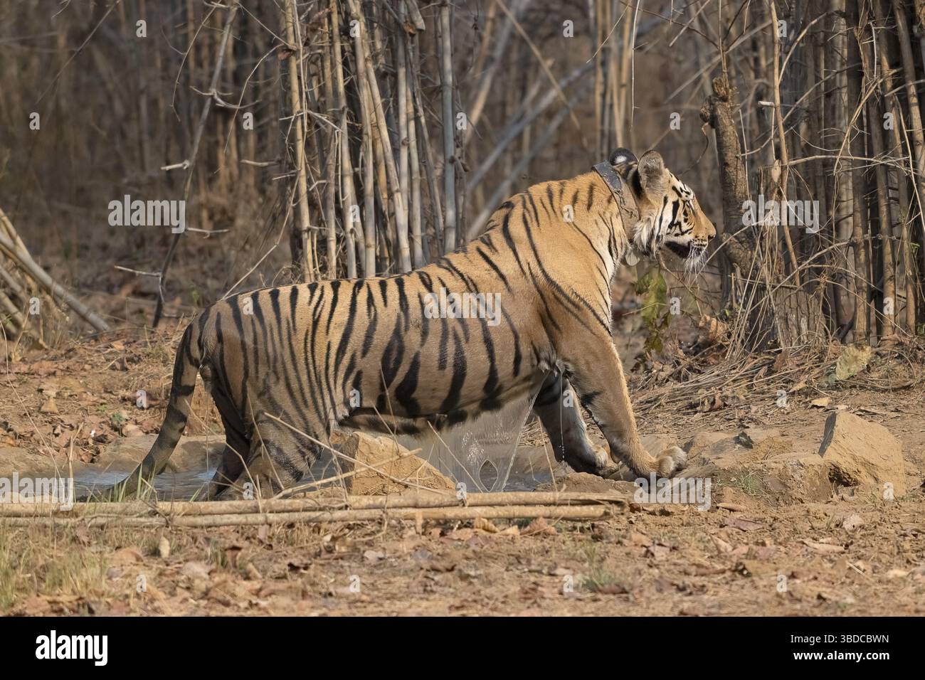 Tiger tracking collar hi-res stock photography and images - Alamy