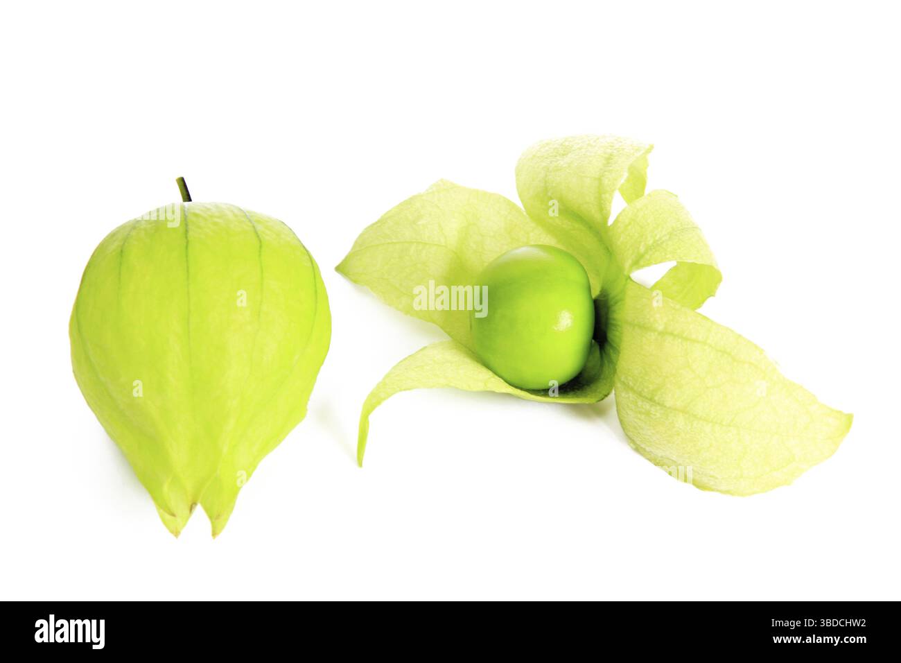 Tomatillo (Physalis philadelphica) - isolated in front of white background Tomatillo (Physalis philadelphica) - isolated in front of white background Stock Photo