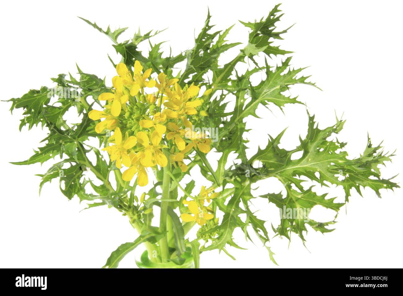 Mizuna Brassica Rapa Var Nipposinica Flowering Plant Cropped mizuna-brassica-rapa-var-nipposinica-flowering-plant-cropped