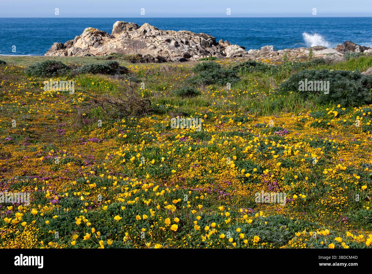 Wildflowers along the shoreline at Salt Point State Park along Northern California's Sonoma County coastline. Stock Photo