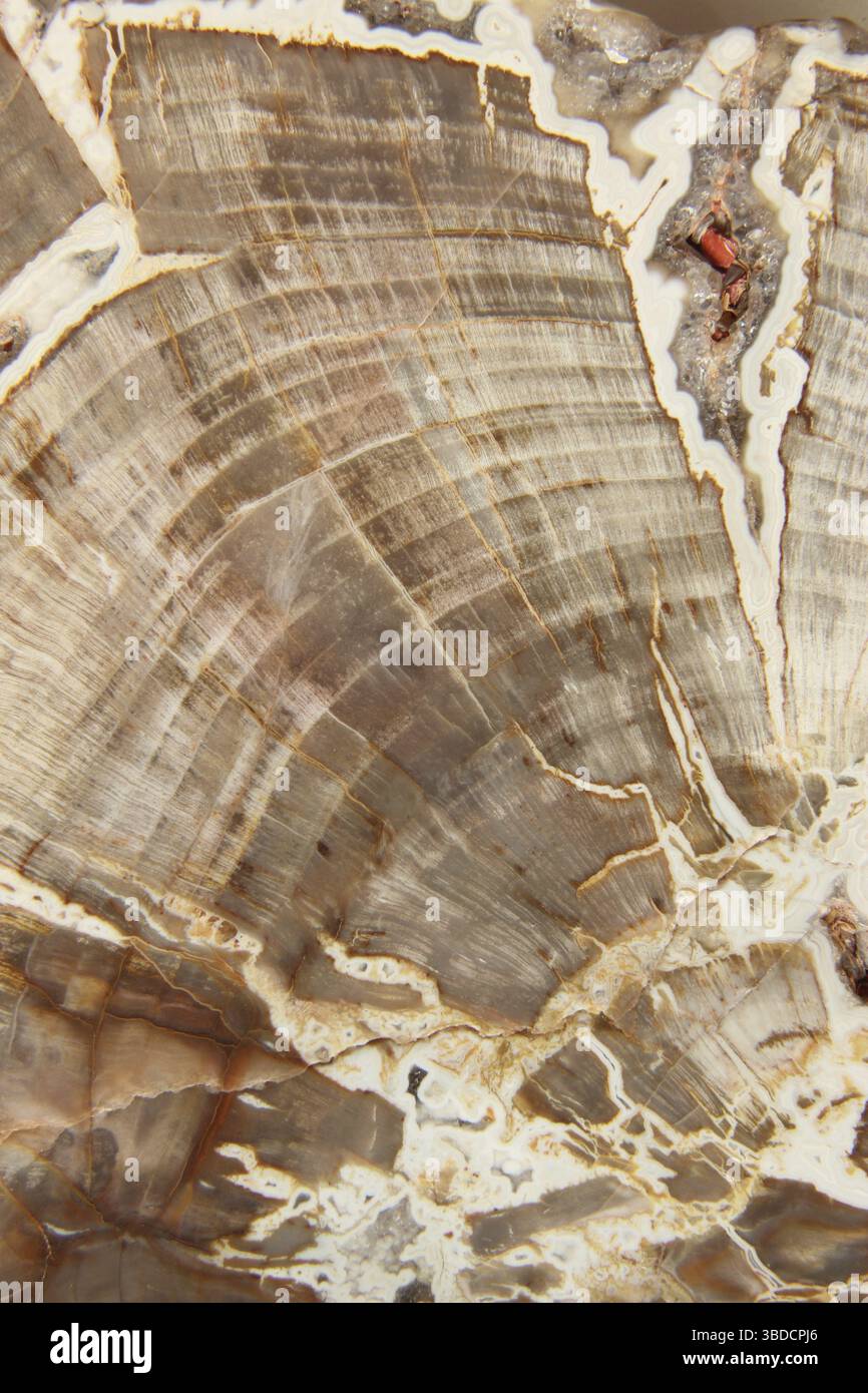 Petrified wood with visible structures of the annual rings petrified ...