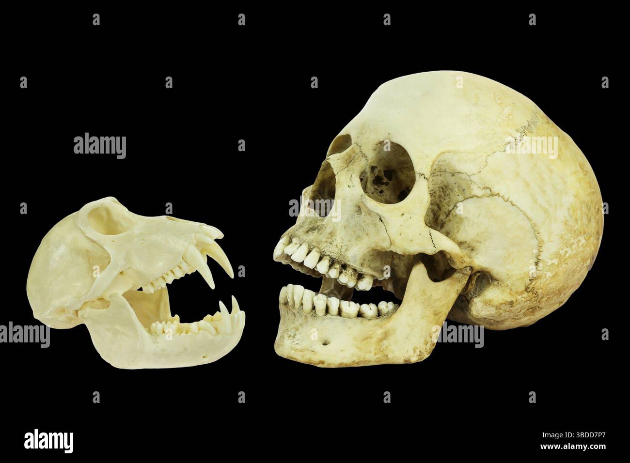 Real skulls of human and monkey isolated on black background Stock Photo