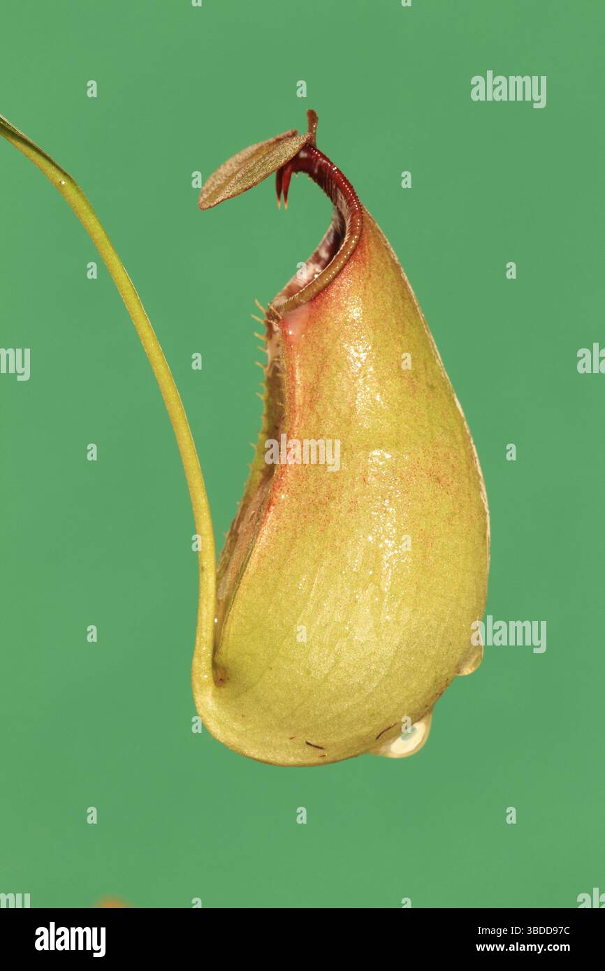 Pitcher plant, Borneo (Nepenthes bicalcarata), Malaysia Stock Photo - Alamy