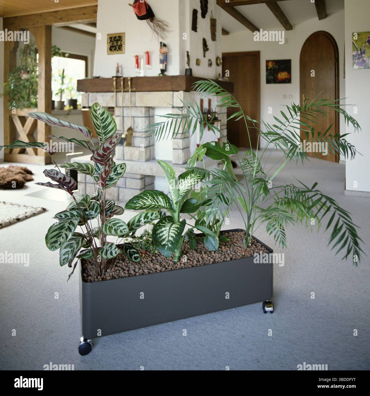 Plants in hydroponics, plants in hydroponics, houseplants, indoor, square,  square Stock Photo - Alamy