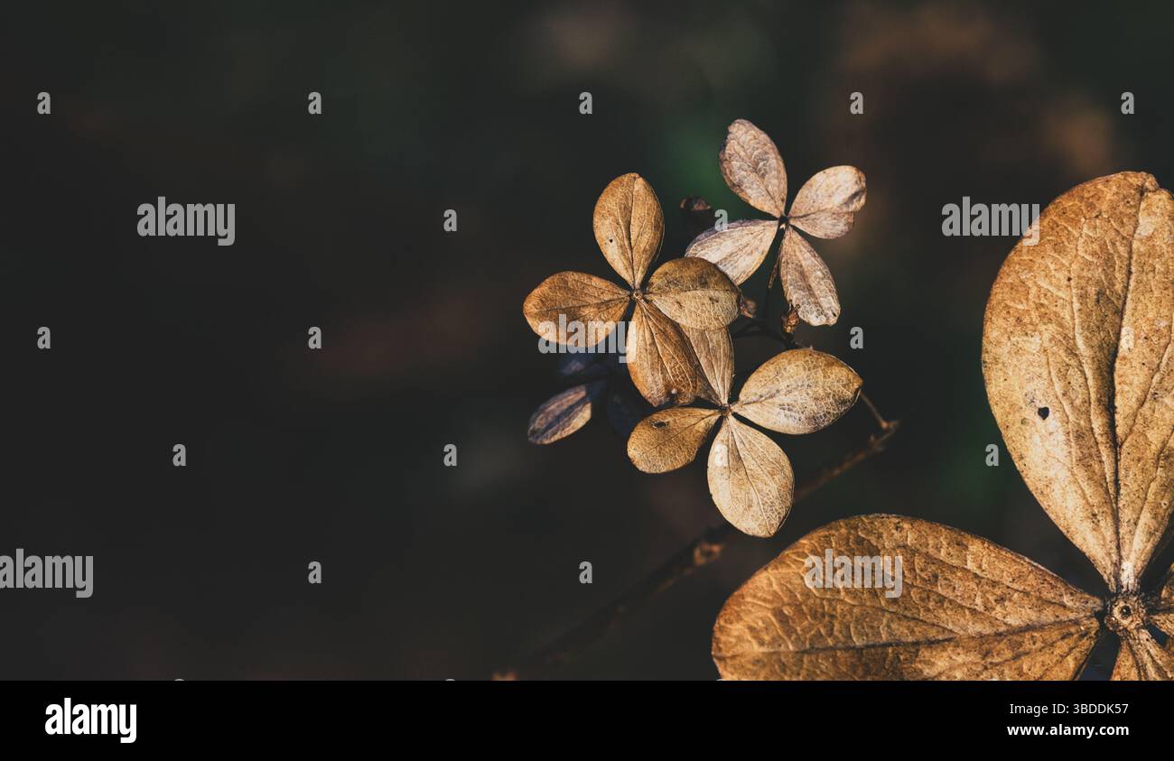 Ephemeral Quartet: A Study in Floral Decay and Earthy Tones Stock Photo
