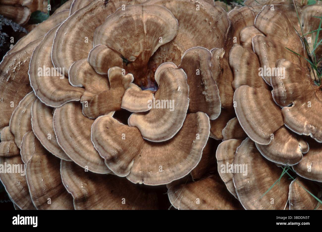 Giant Polycore Giant polypore (Meripilus giganteus), giant porling (plants) (mushrooms ...