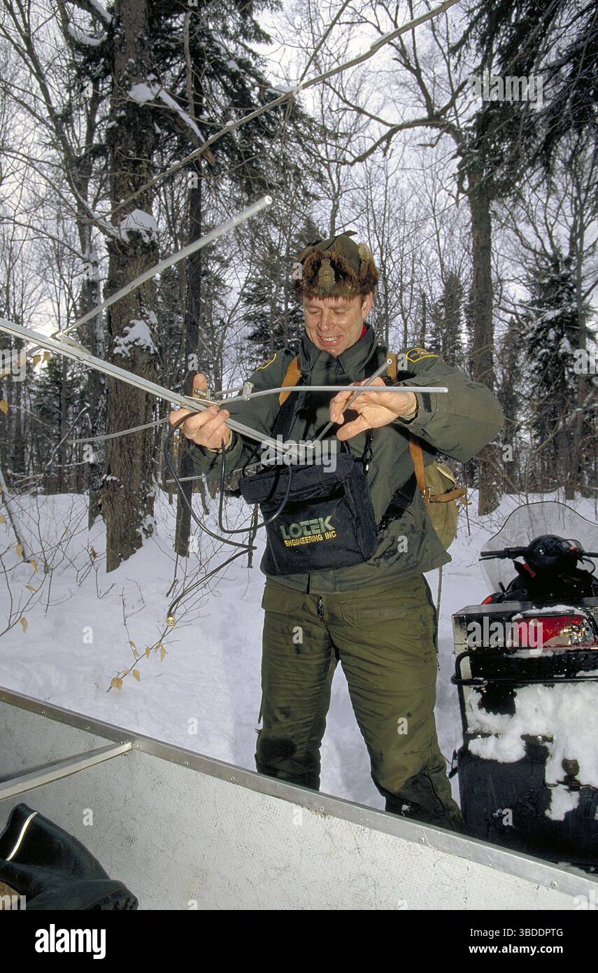 Biologist (park warden) with radio-tracking equipment, La Mauricie ...