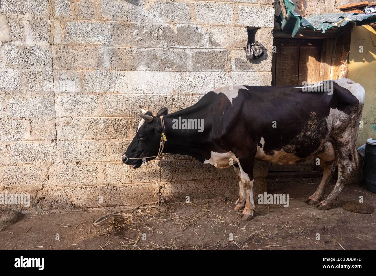 Black and white cow standing in rural setting with weathered stone wall during daylight Stock Photo