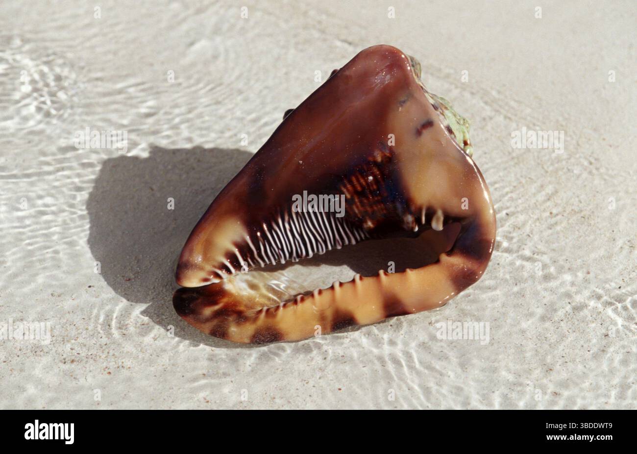 Macrolli Shell Shell oil company america hi-res stock photography and images - Alamy