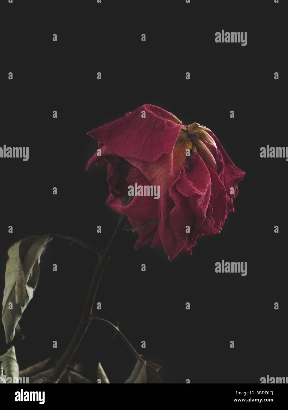 Dried rose on a dark background Stock Photo