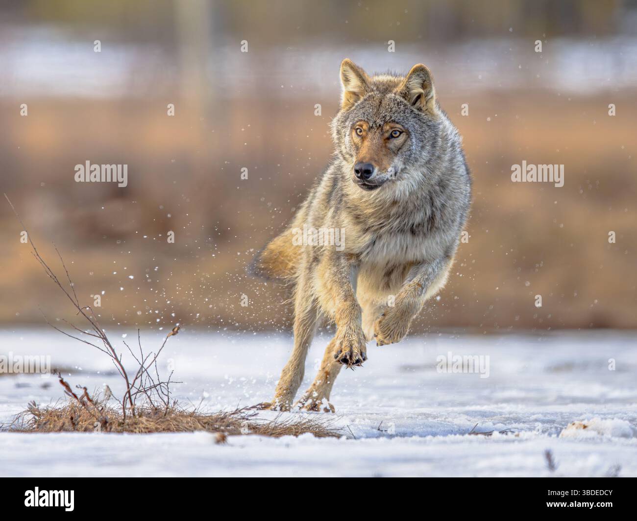 Eurasian wolf (Canis lupus lupus), also known as the common wolf, is a ...