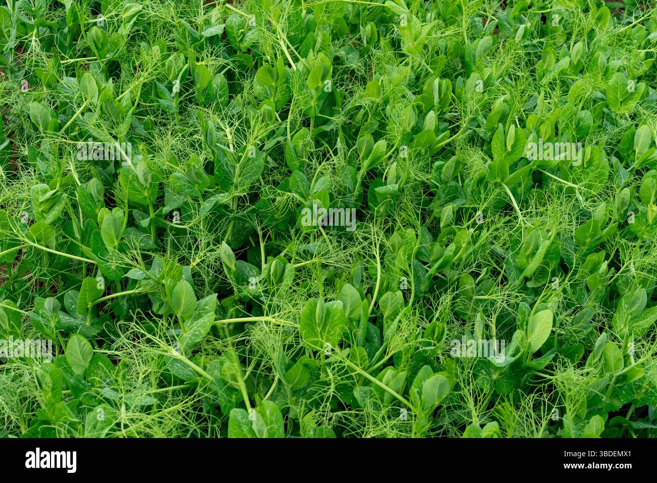 Lush green plants fill hi-res stock photography and images - Alamy