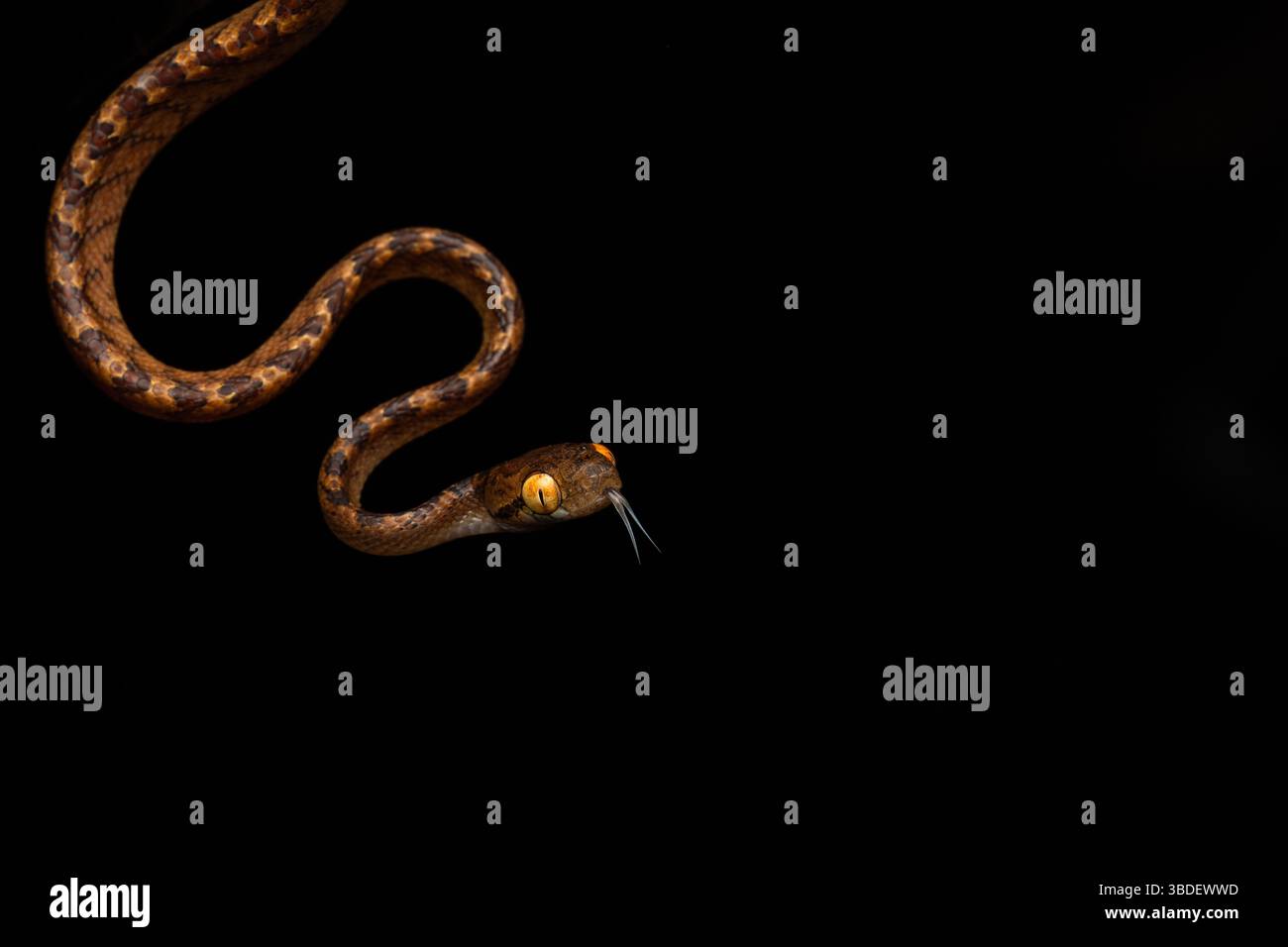 Snake portrait Stock Photo