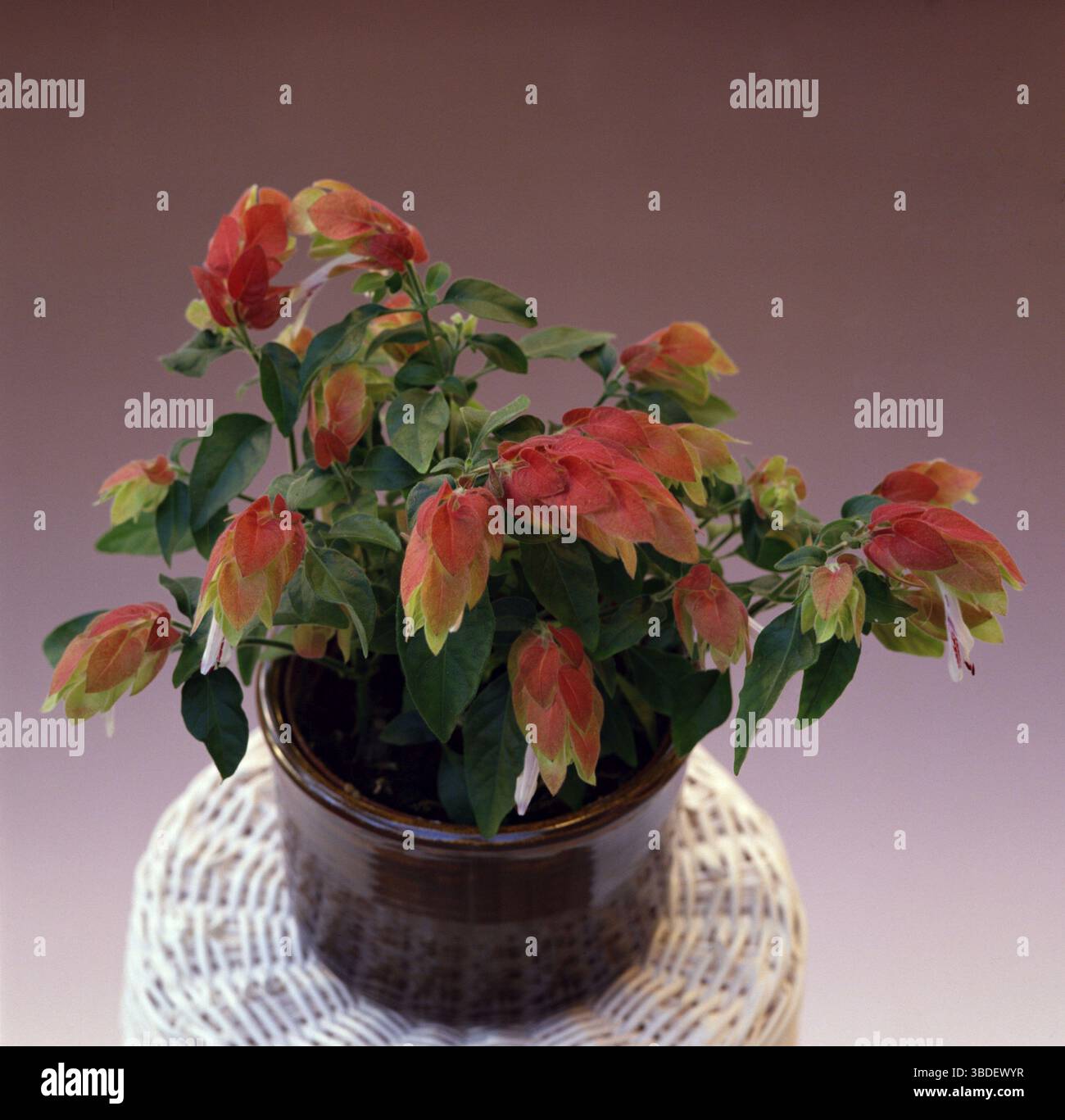 Shrimp Plant (Beloperone guttata), fire hops, spur bushes, ornamental plants,  ornamental acanthaceae, Acanthaceae, flower pot, free-standing, indoor  Stock Photo - Alamy