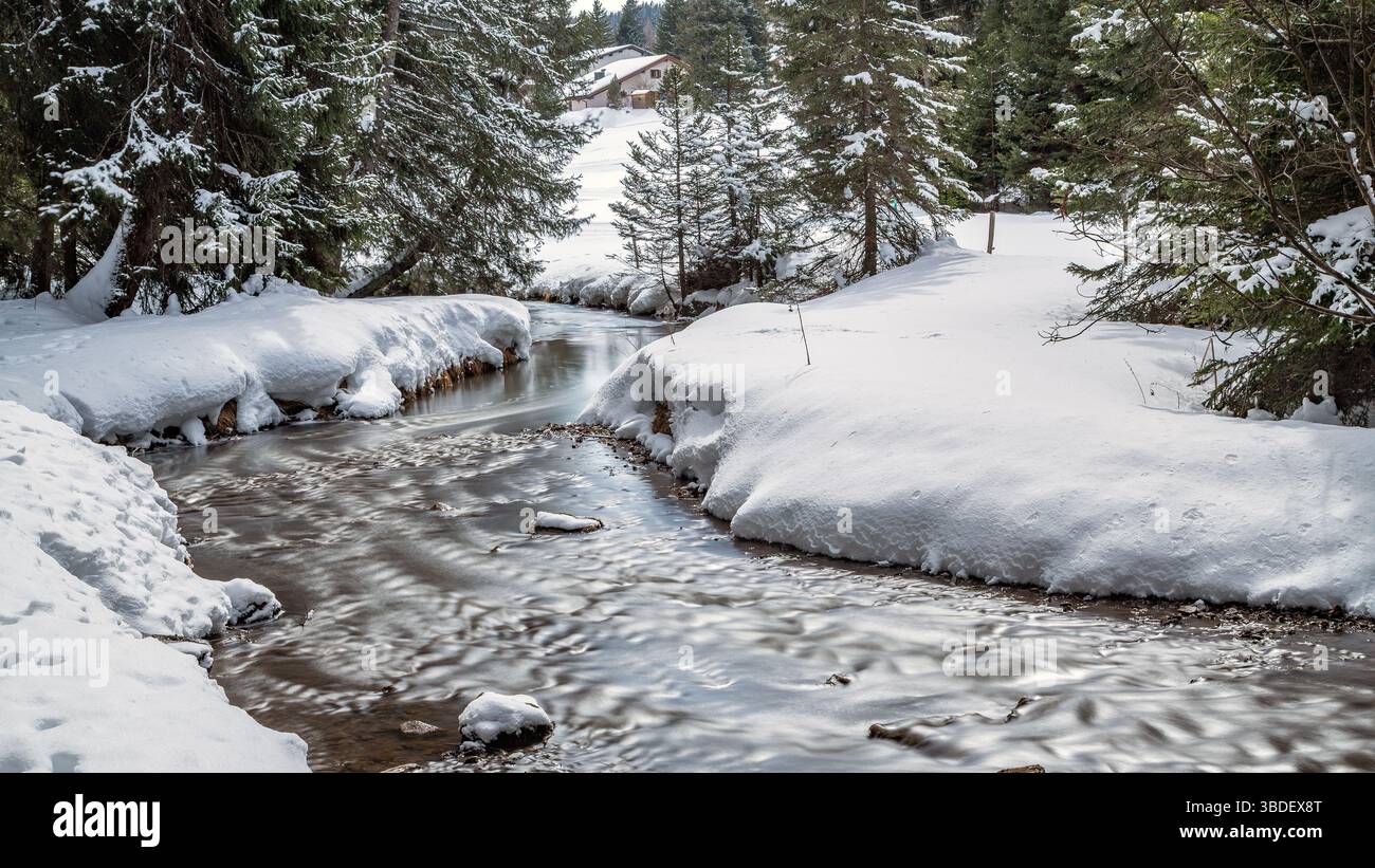 stream meanders through a snow-covered forest in Lenzerheide Stock Photo