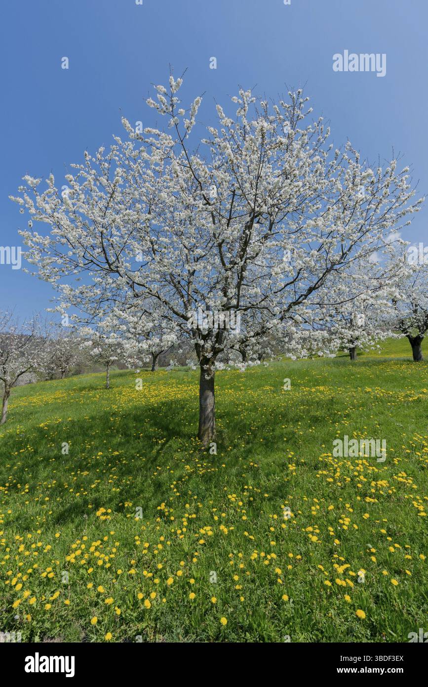 view of a single cherry tree with white blossoms under a clear blue sky on a grassy green hillside Stock Photo