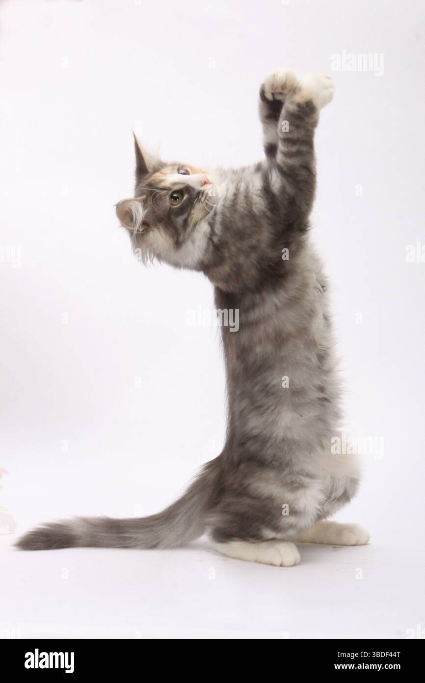 Norwegian Forest Cat, kittens, 14 weeks Stock Photo