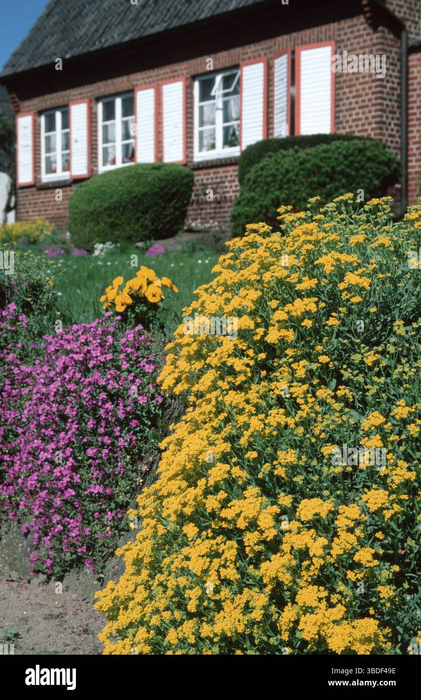 Alyssum saxatile aubrieta hi-res stock photography and images - Alamy