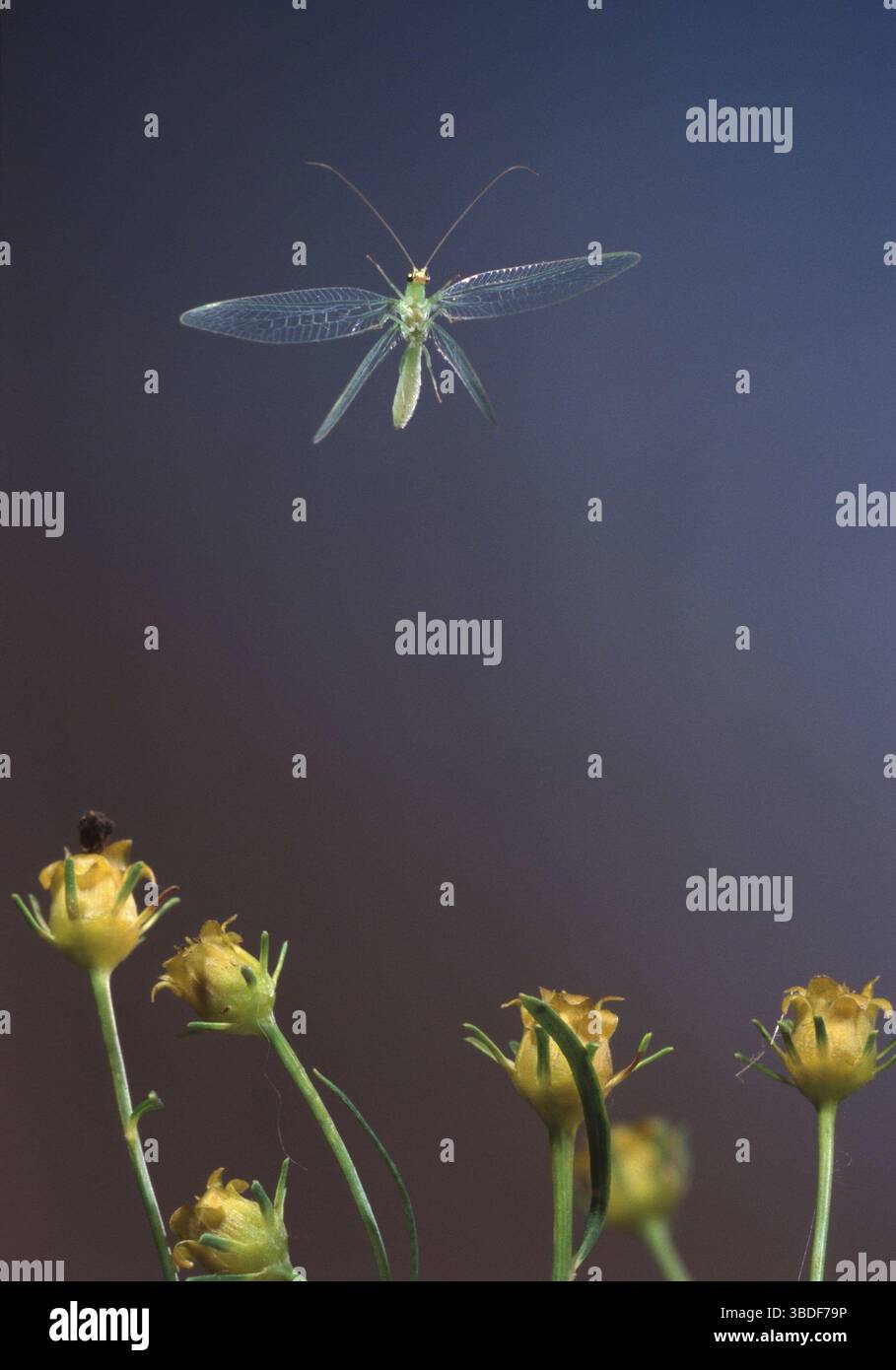 Lacewing (Chrysopa), freistellbar Stock Photo