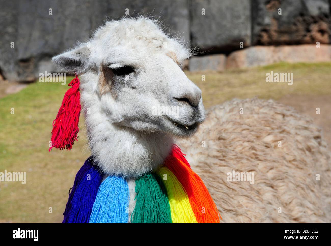 Llama portrait in sacsayhuaman hi-res stock photography and images - Alamy