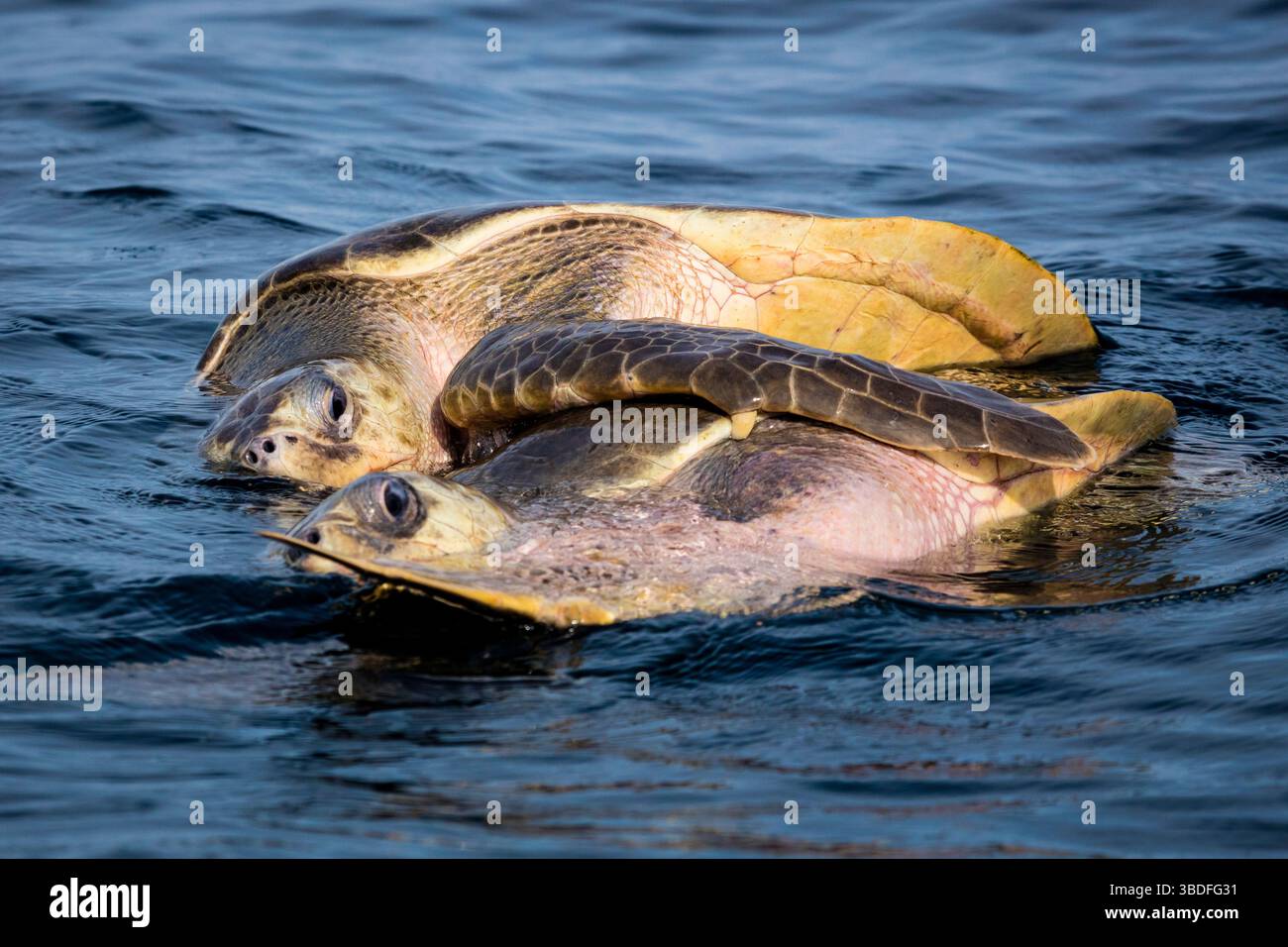 Turtle Mating Images Mating Olive Ridley Sea Turtles, Lepidochelys olivacea, in the waters ...