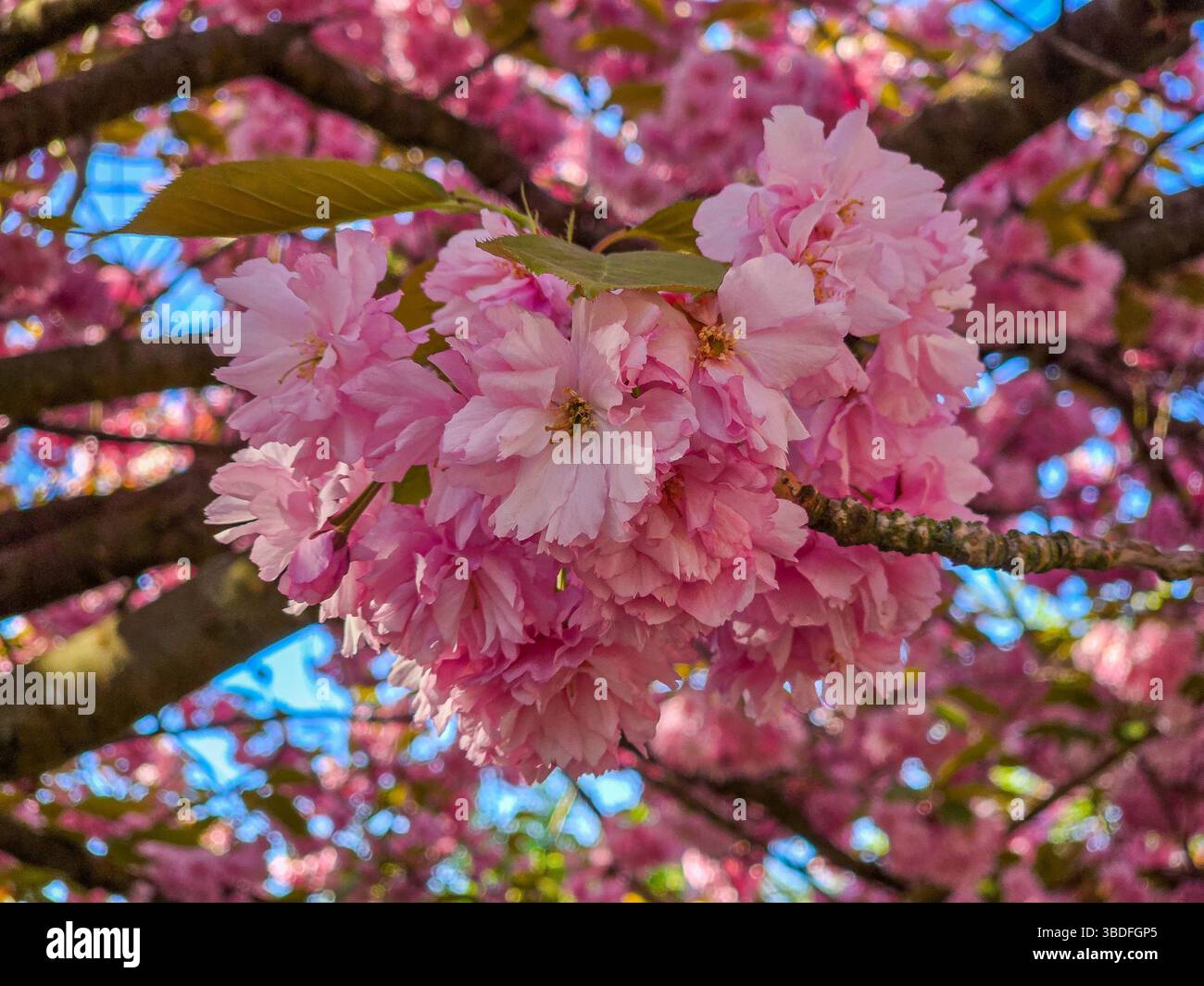 Dense cluster pink cherry hi-res stock photography and images - Alamy
