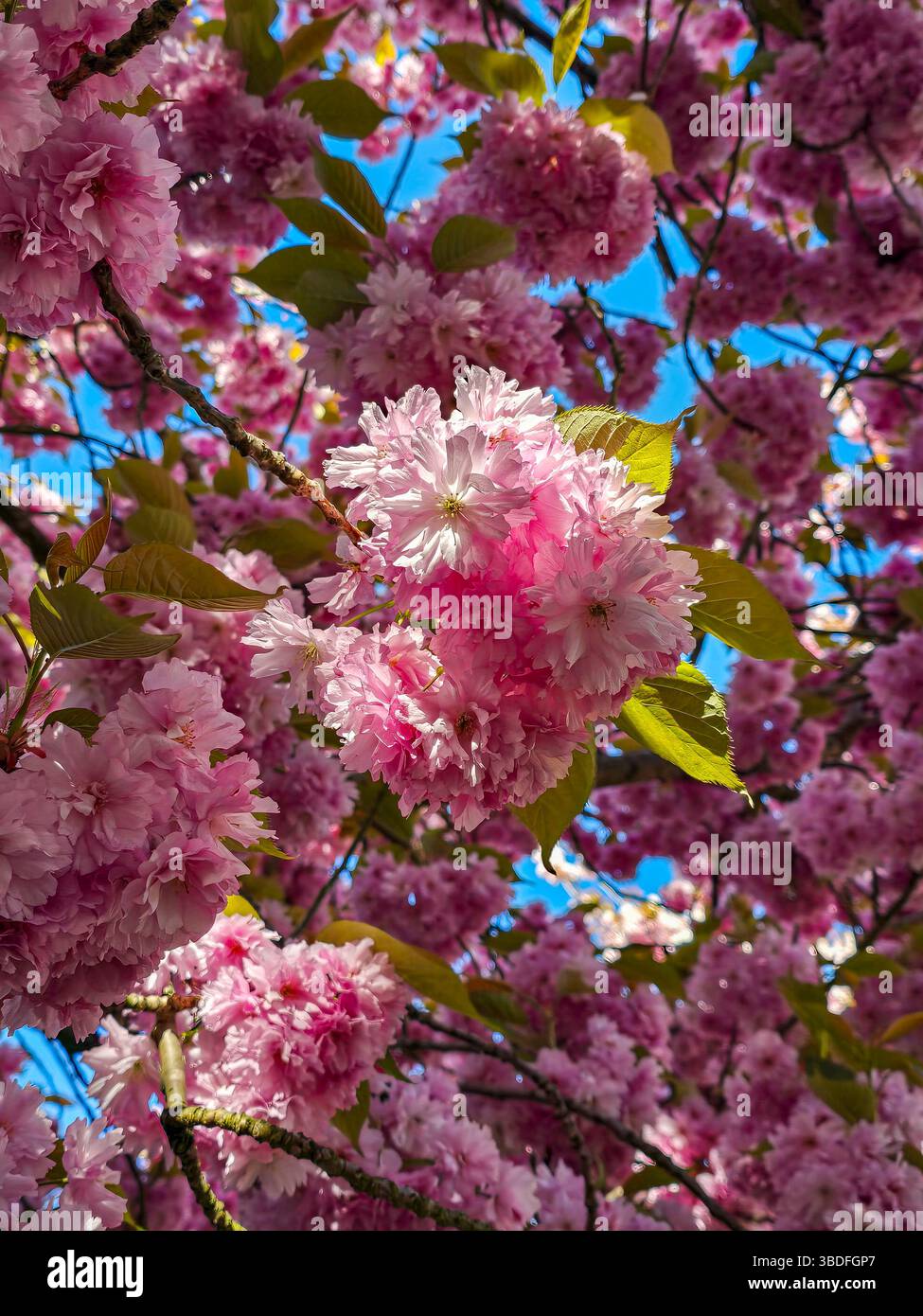 Dense clusters cherry blossoms hi-res stock photography and images - Alamy