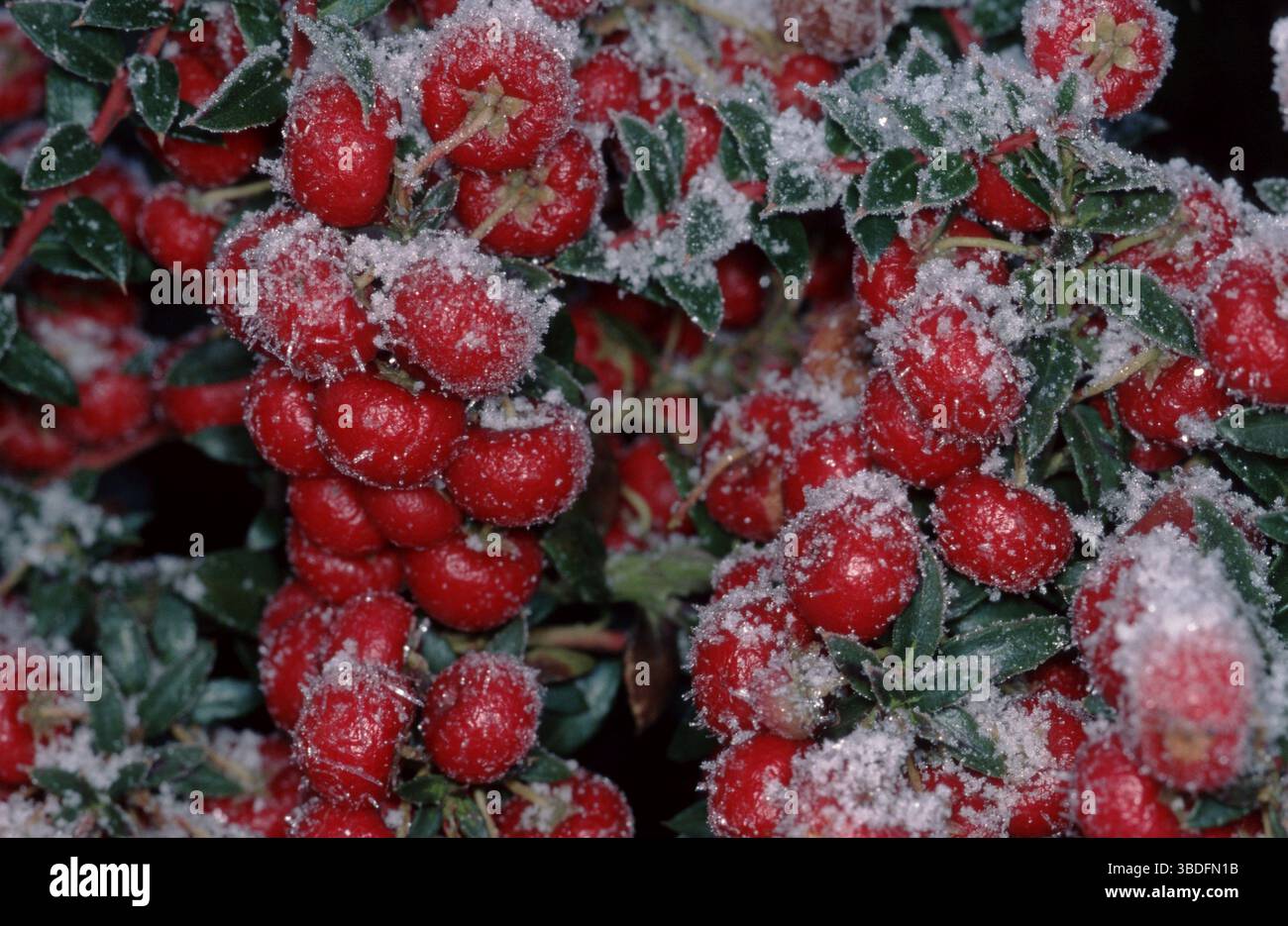 Pricly (shrubs) Heath, berries, sphagnum myrtle (Pernettya mucronata ...