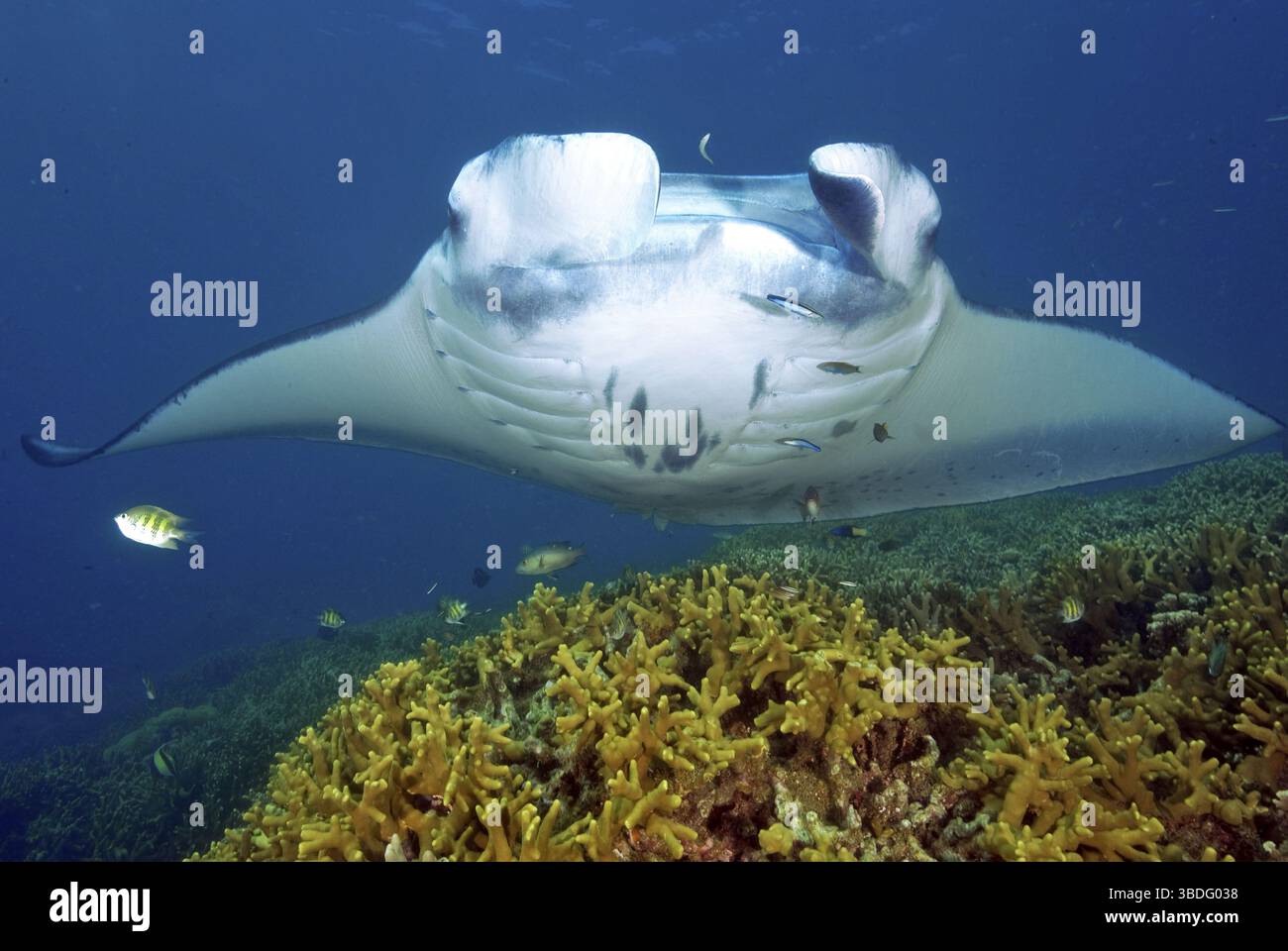 Lucifer Rays Devil ray animal hi-res stock photography and images - Alamy