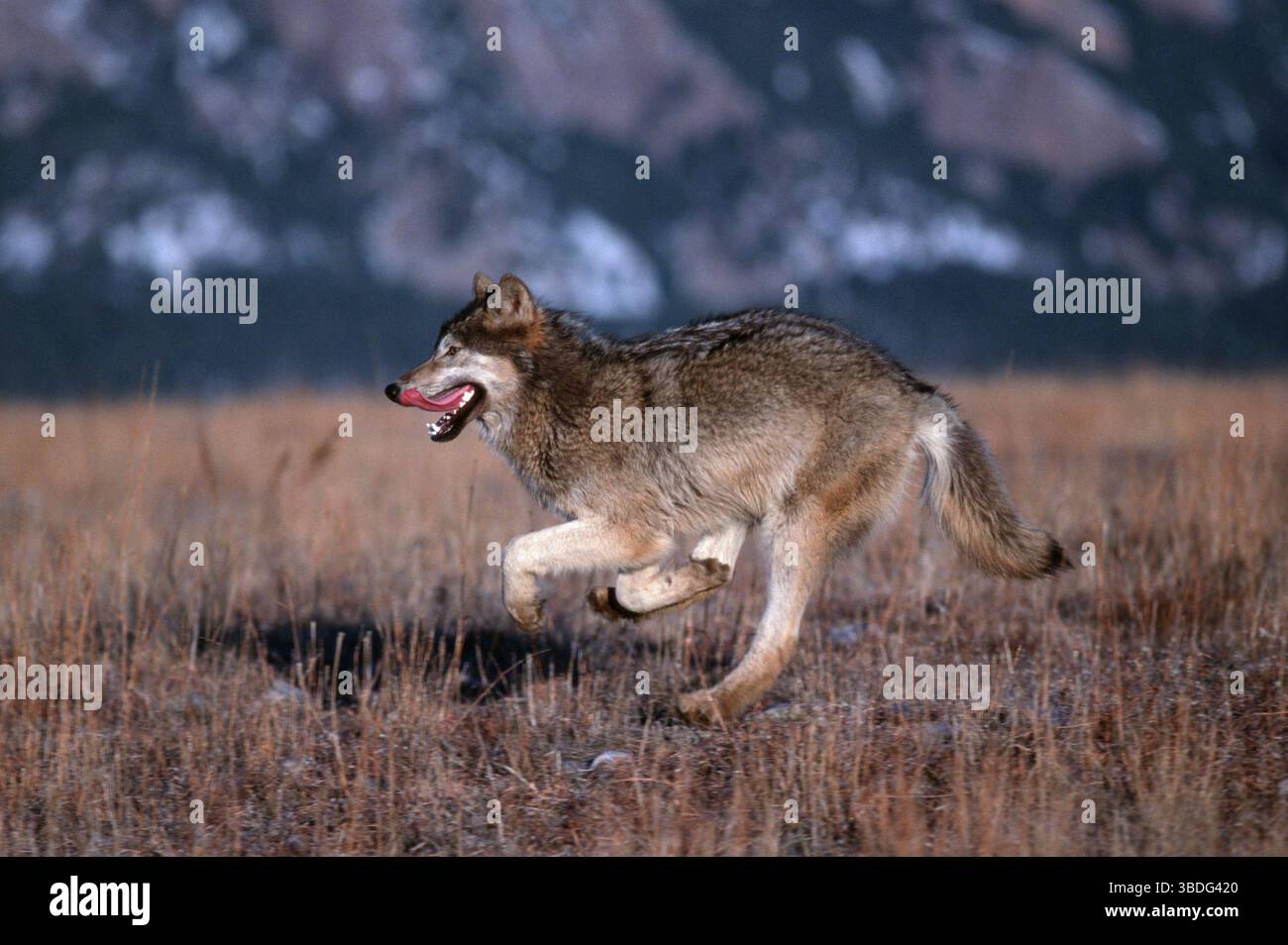 Timber Wolf (Canis lupus), Timber Wolf, lateral, side Stock Photo - Alamy