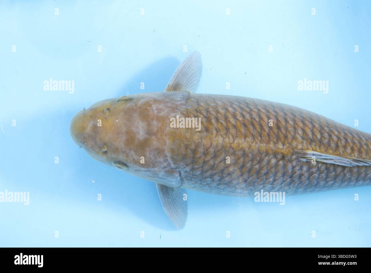 Koi skin disease hi-res stock photography and images - Alamy