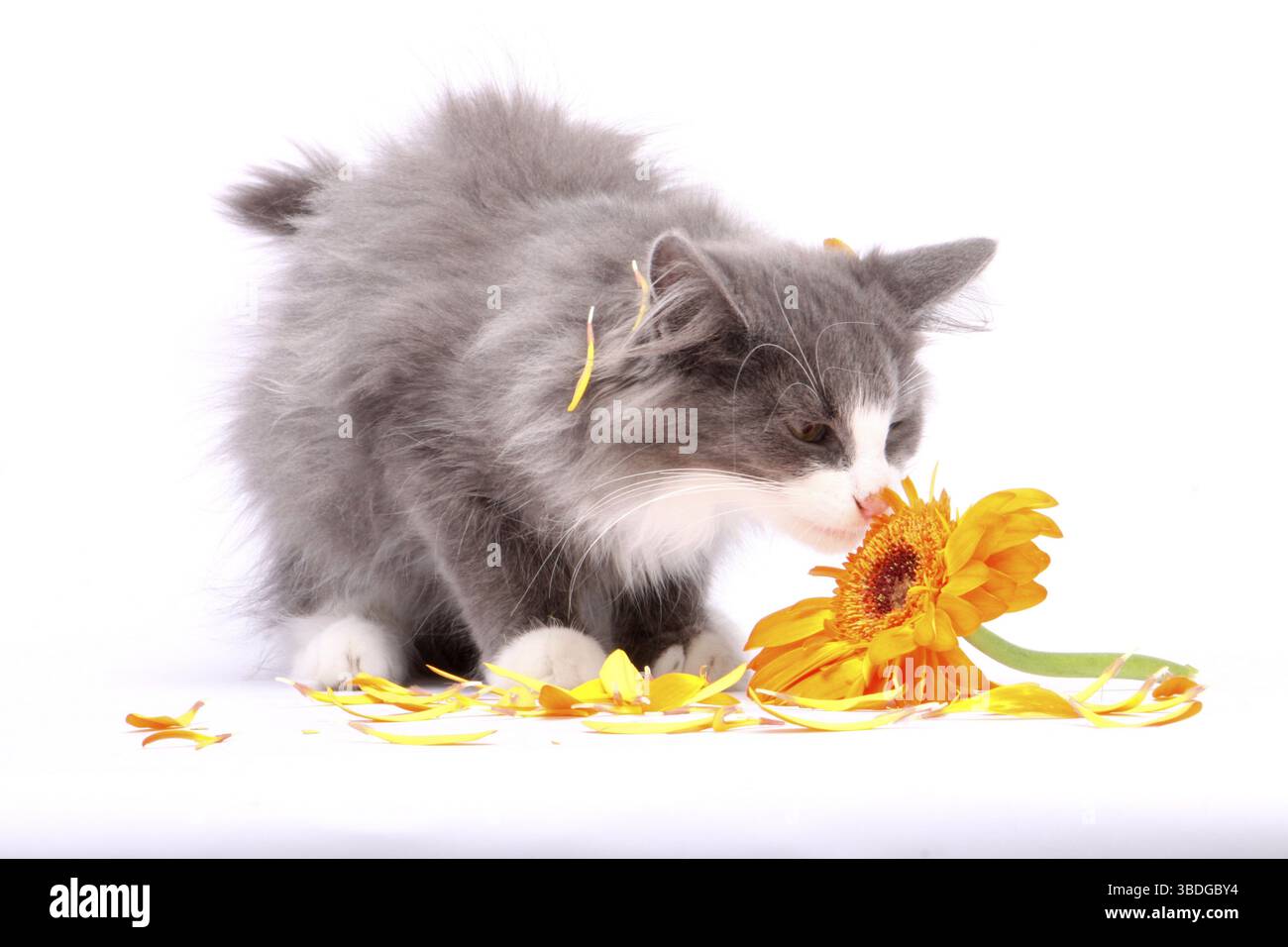 Norwegian Forest Cat, kittens, 14 weeks Stock Photo