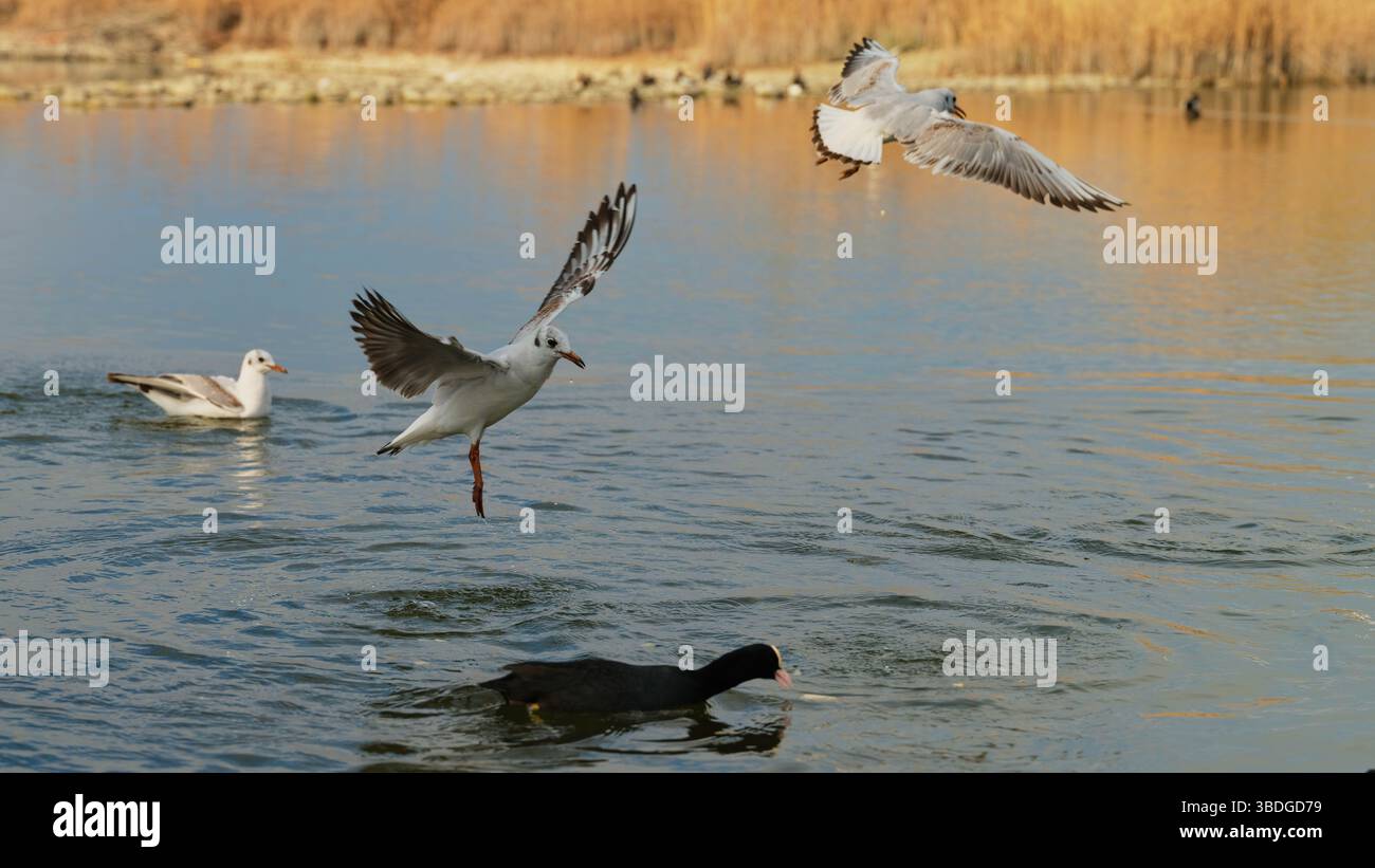 Birds in mid-flight and swimming in tranquil waters during early morning hours at a local park Stock Photo