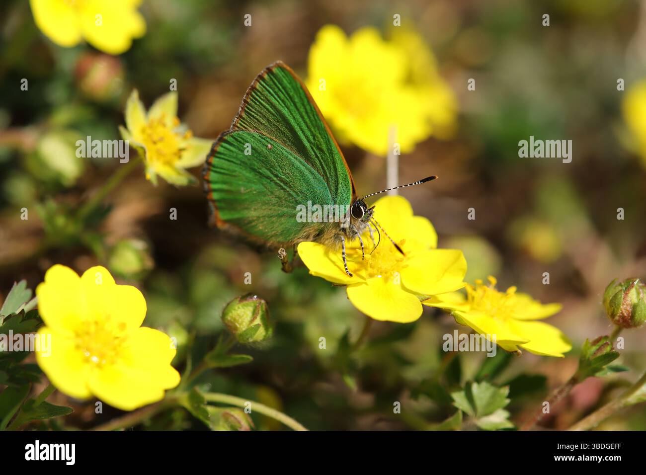 Argus vert (Callophrys rubi) Callophrys rubi in its natural element Stock Photo