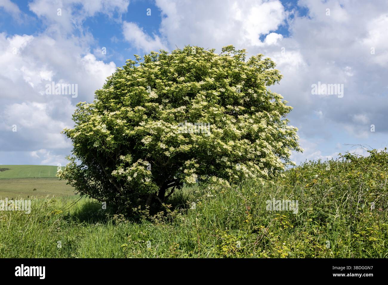 A sambucus nigra, commonly known as elder, in bloom in the late spring ...