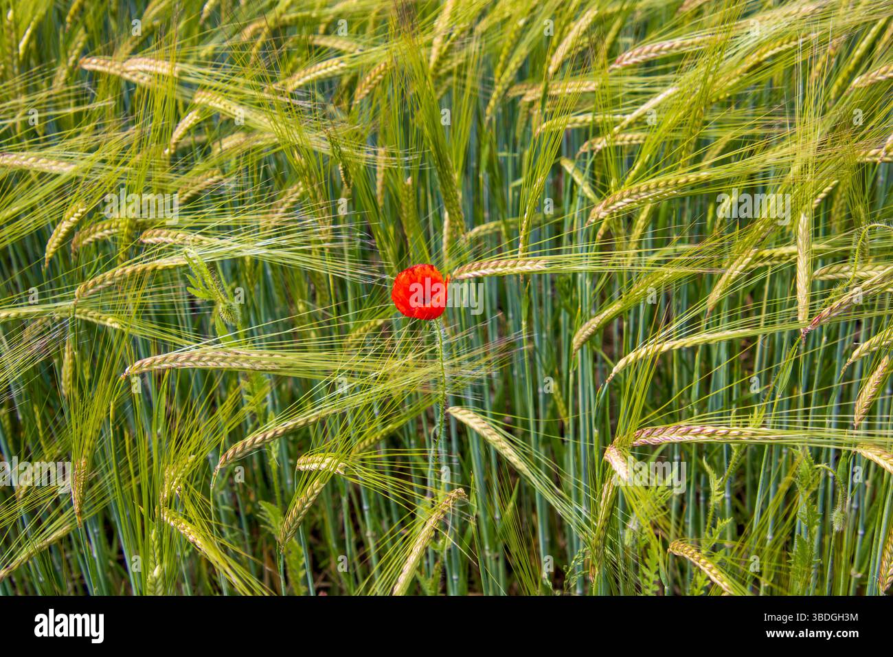 Einzelne rote Mohnblume zwischen grünen Gerstenähren auf einem Feld im Frühling. Stock Photo