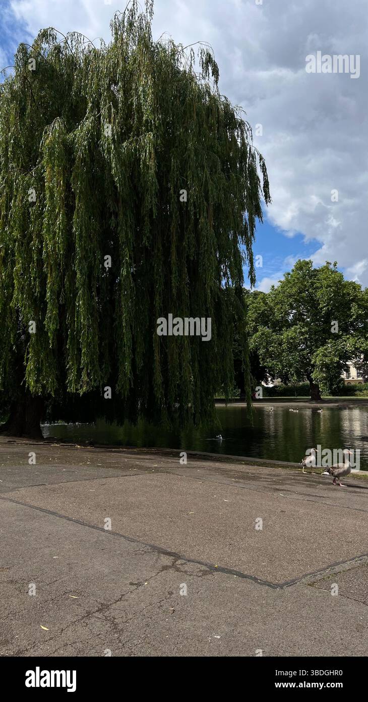 A large weeping willow tree hangs over a pond with ducks walking on the paved path in the foreground. Other trees surround the calm water. - Smartphone Captured Stock Image