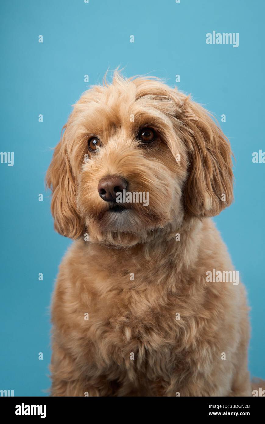 A Labradoodle with curly fur looks thoughtful while sitting against a blue background. Stock Photo