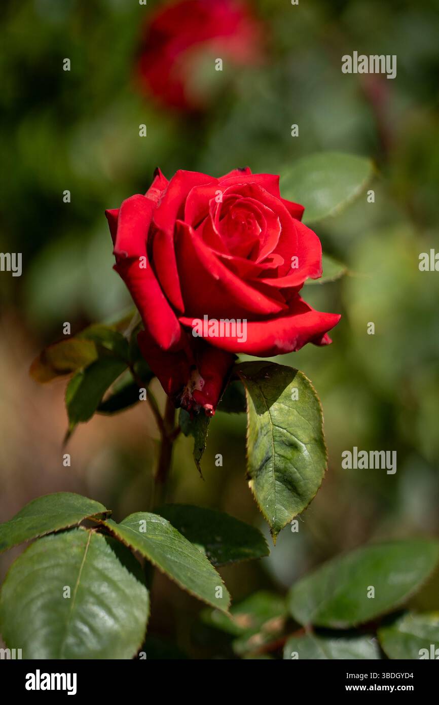 A red rose in full bloom. Stock Photo
