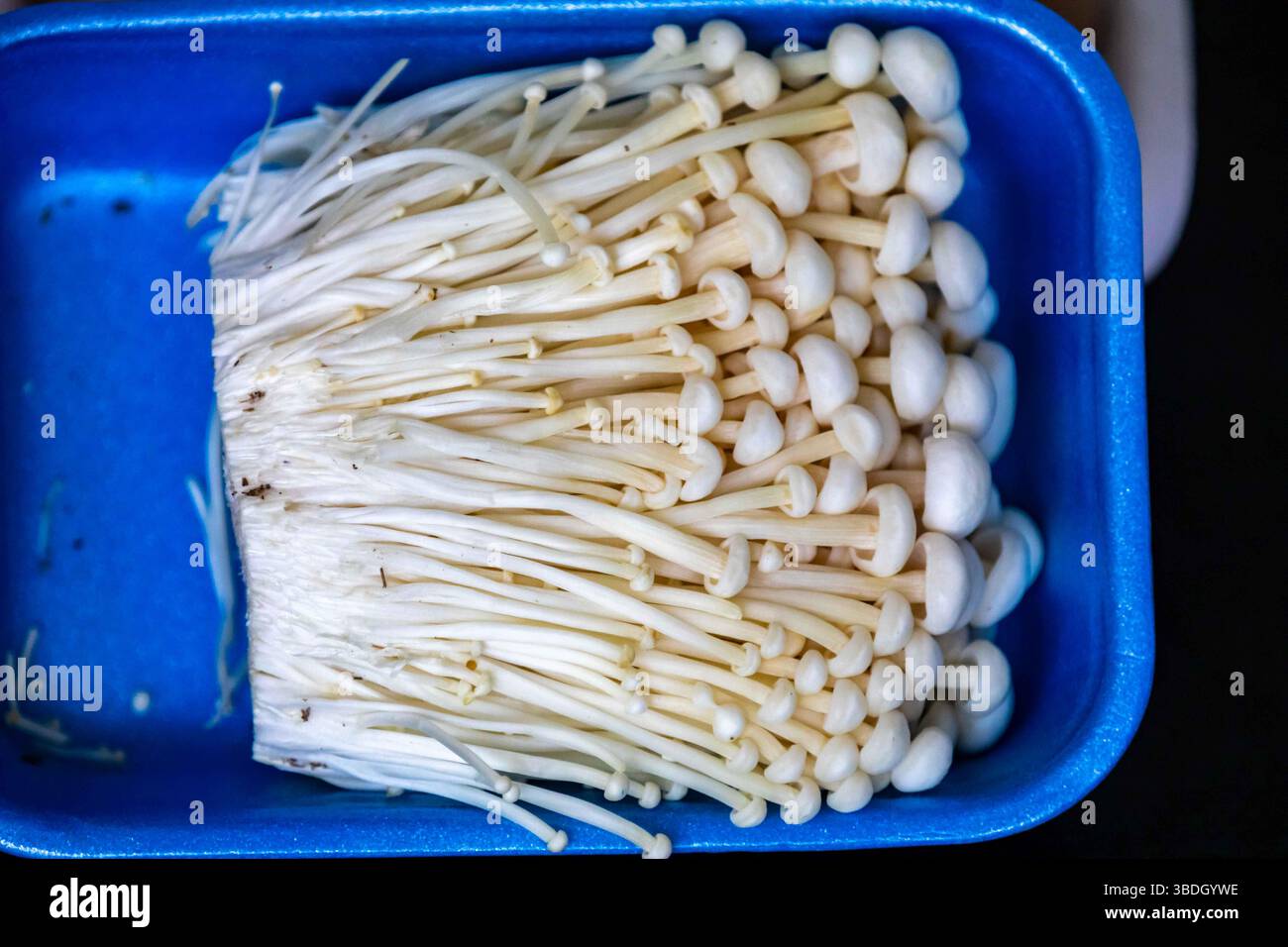 known as Enokitake, the Enoki mushroom Flammulina velutipes, is a