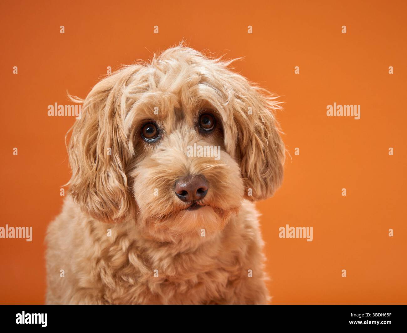 A Labradoodle with curly fur looks into the camera, set against an orange background. Stock Photo