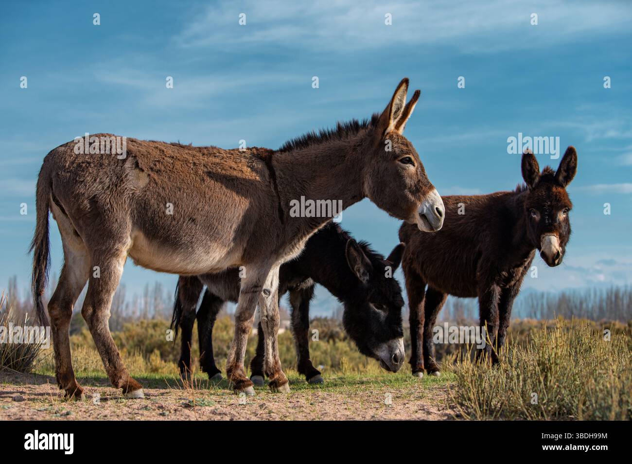Spring Donkey Curious donkeys in rural hi-res stock photography and images - Alamy