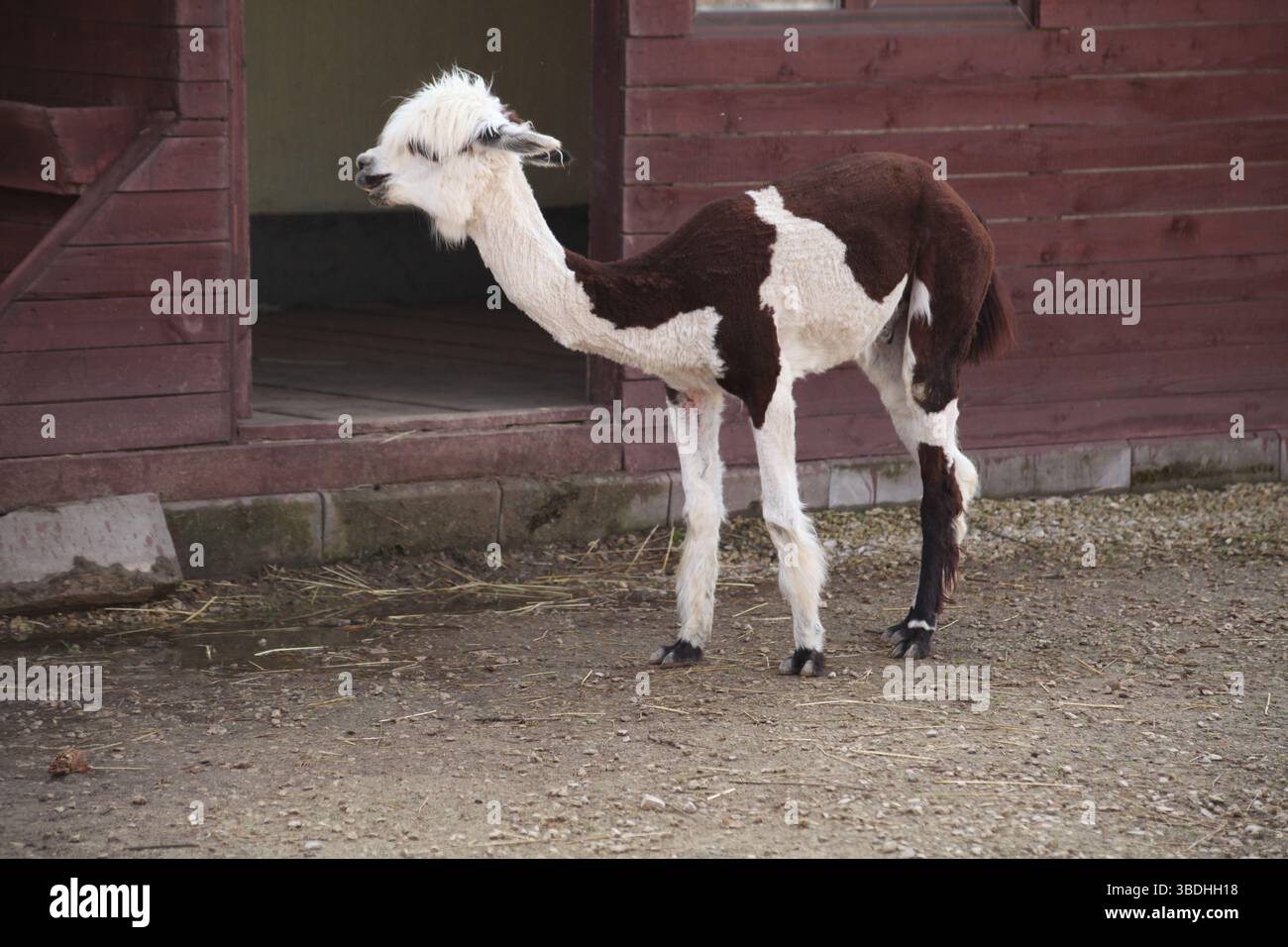 Sheared alpaca with black and white markings standing near a wooden shelter in a zoo or petting farm. The animal has a distinctive two-tone coat and a Stock Photo