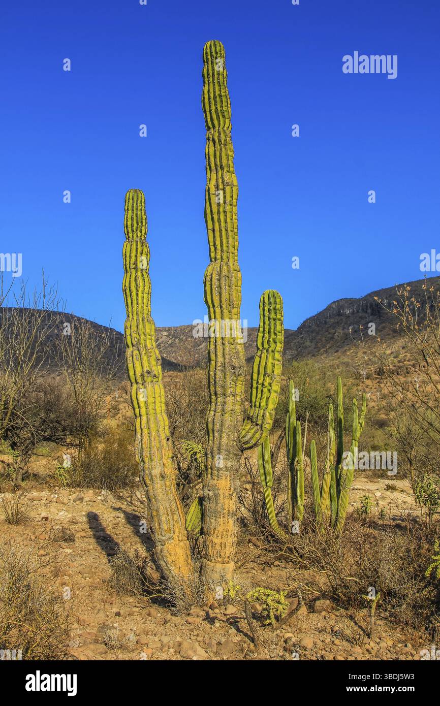 Mexican giant cardon cactus pachycereus hi-res stock photography and images  - Alamy